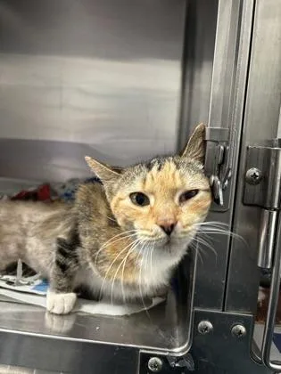 Wilhelmina thumbnail 3