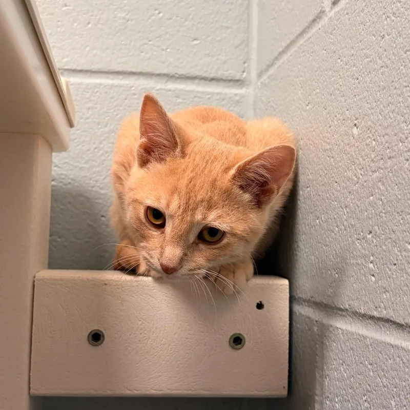 A baby small-sized female Orange / Red Domestic Short Hair cat named Merrin for adoption in Grand Rapids, MI