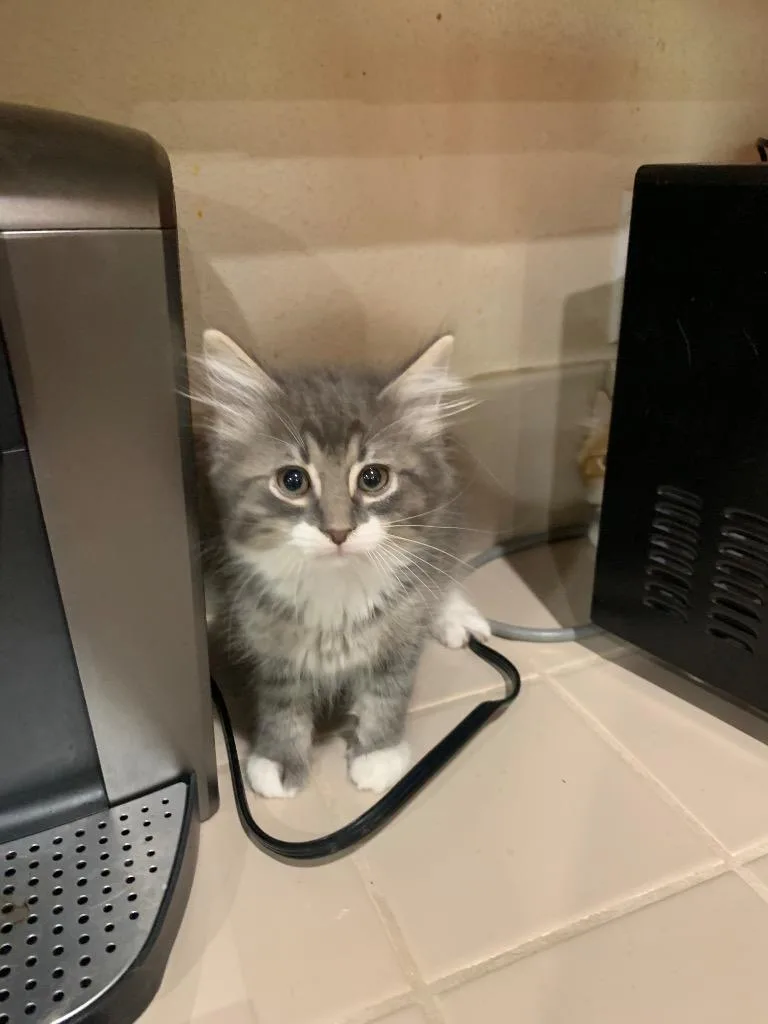 A baby medium-sized male Domestic Medium Hair cat named Smoothie for adoption in Thayne, WY