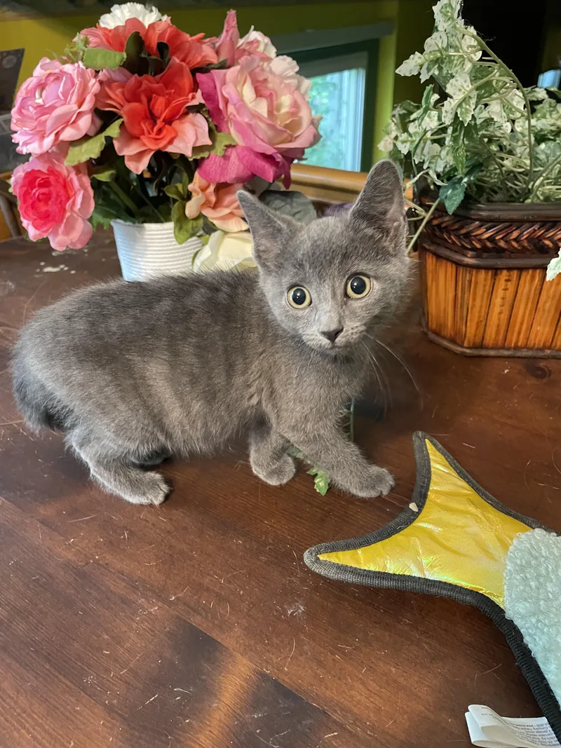 A baby medium-sized male Domestic Short Hair cat named Fonzy for adoption in Crown Point, IN