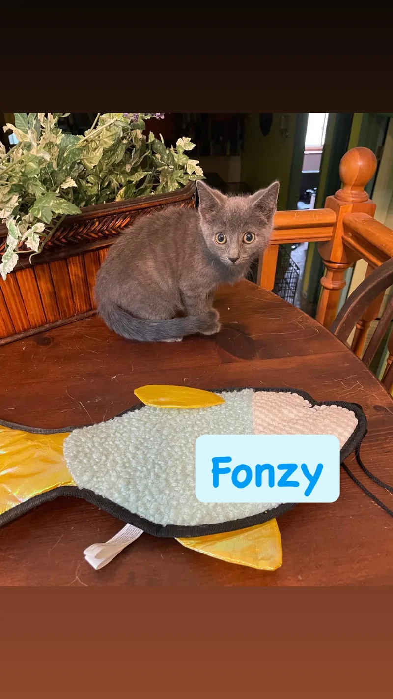 Fonzy thumbnail 2