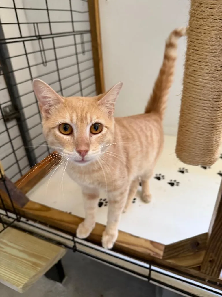 A young medium-sized male Tabby cat named Sampson for adoption in San Antonio, TX