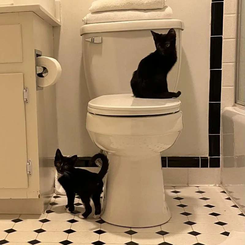 A baby small-sized male Black Domestic Short Hair cat named Greenies for adoption in Greensboro, NC