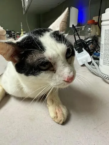 A young medium-sized male Domestic Short Hair cat named Count Scratchula for adoption in Jacksonville, FL