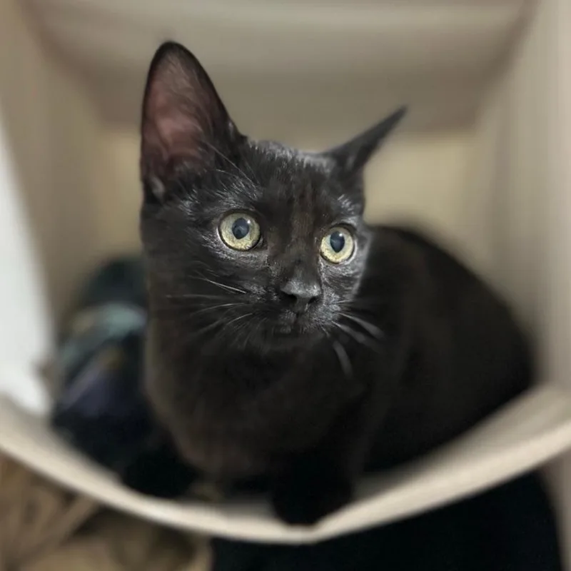 A baby small-sized female Black Domestic Short Hair cat named Olive for adoption in Westminster, CA
