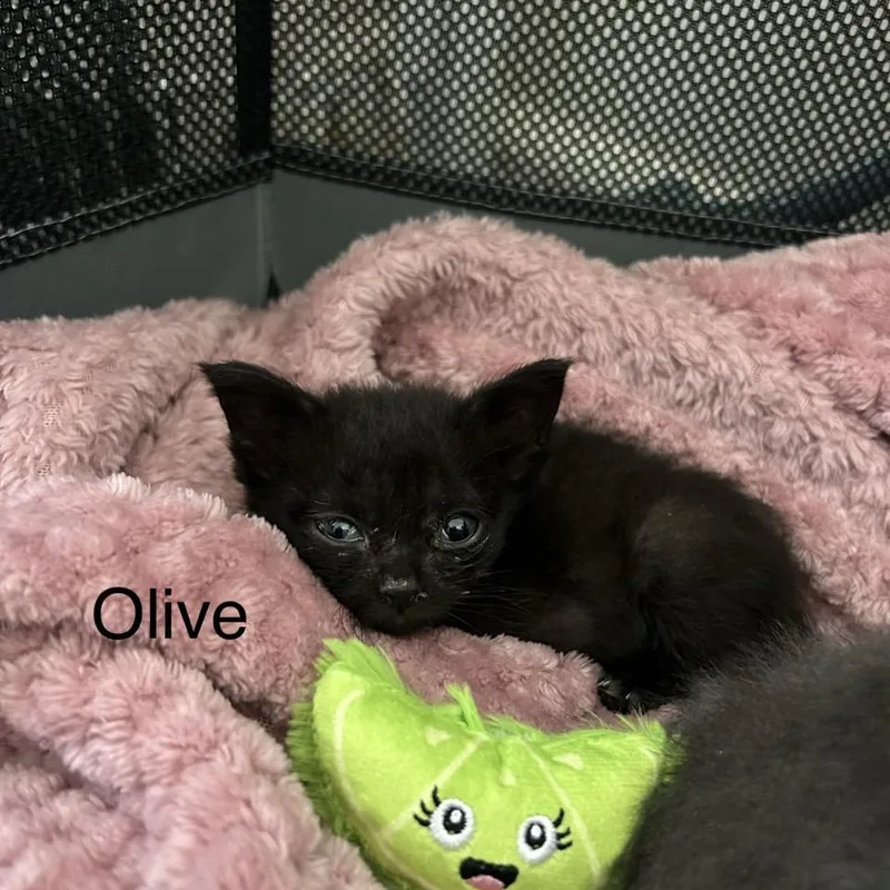 Olive thumbnail 4