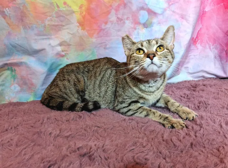 A young medium-sized female Domestic Short Hair cat named Polly Pocket for adoption in Wintersville, OH