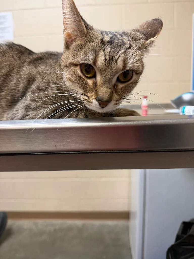 Polly Pocket thumbnail 2