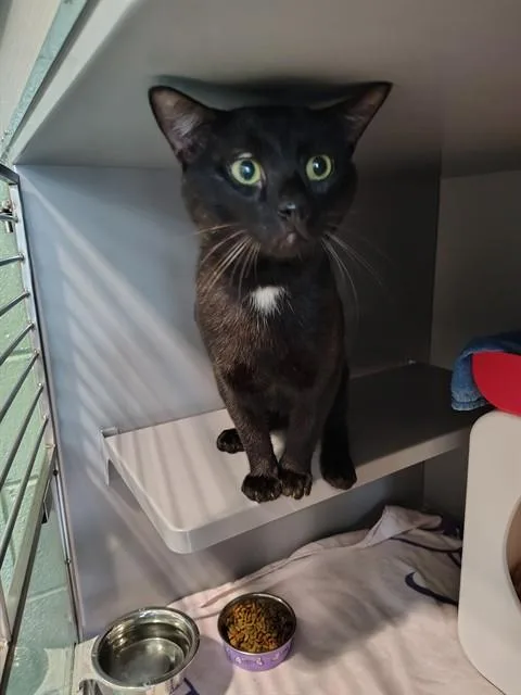 An adult medium-sized male Domestic Short Hair cat named Fornax for adoption in Leesburg, VA