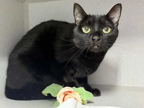 A senior medium-sized female Domestic Short Hair cat named Bebe for adoption in New York, NY