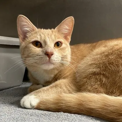 A young small-sized male Domestic Short Hair cat named Pork Chop for adoption in Wheaton, IL