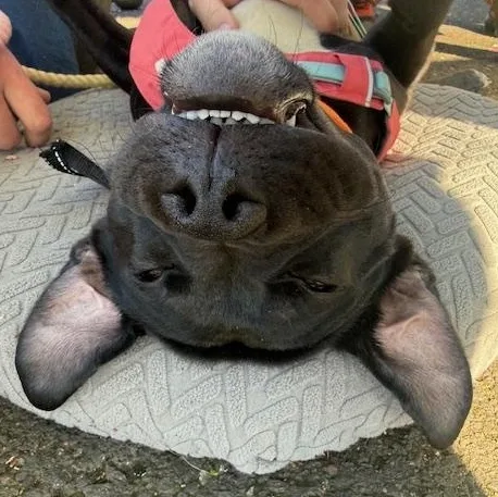 A young medium-sized male Black Pit Bull Terrier dog named Collin for adoption in Portland, OR