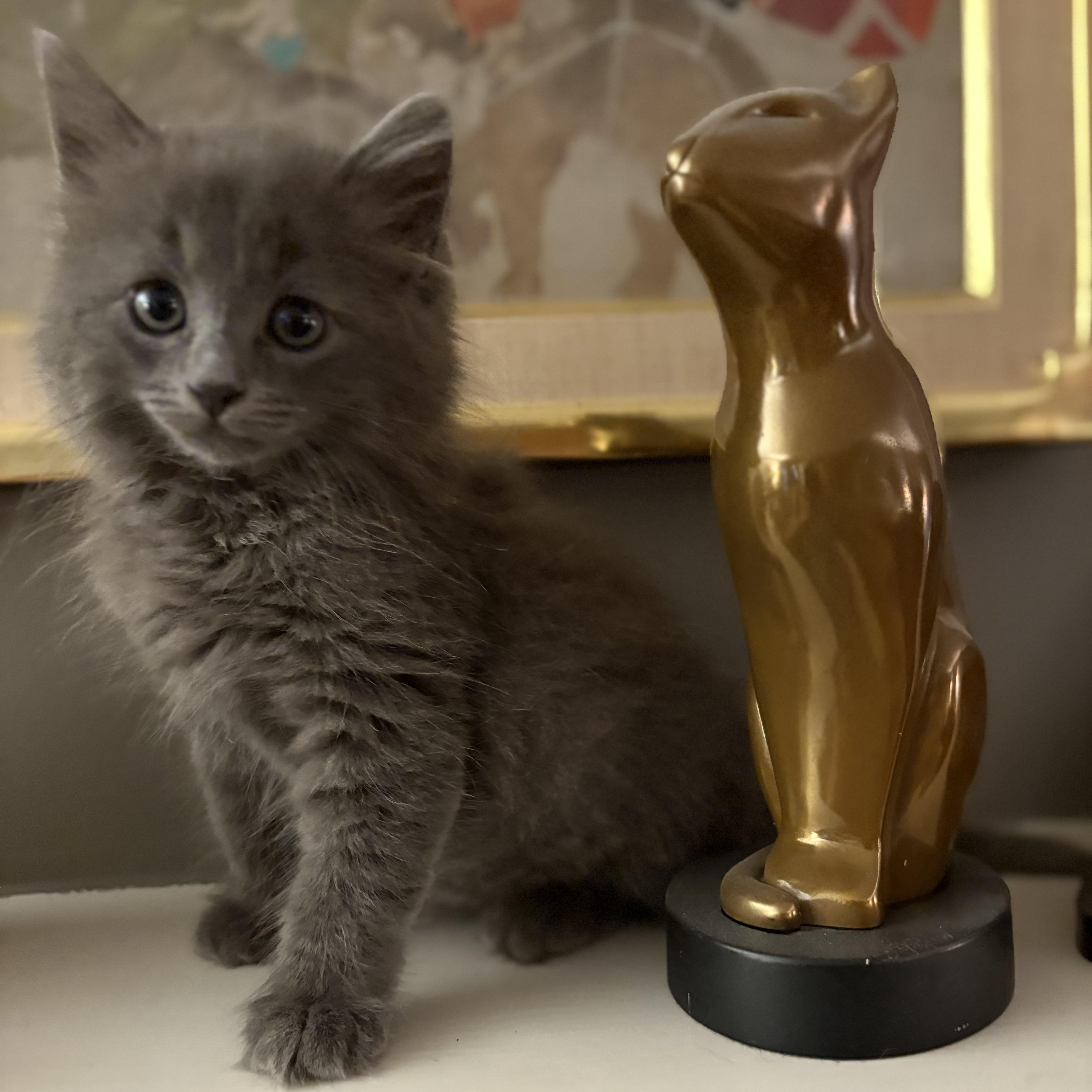 A baby small-sized male Gray / Blue / Silver Domestic Medium Hair cat named Dreamy Denim for adoption in Stamford, CT