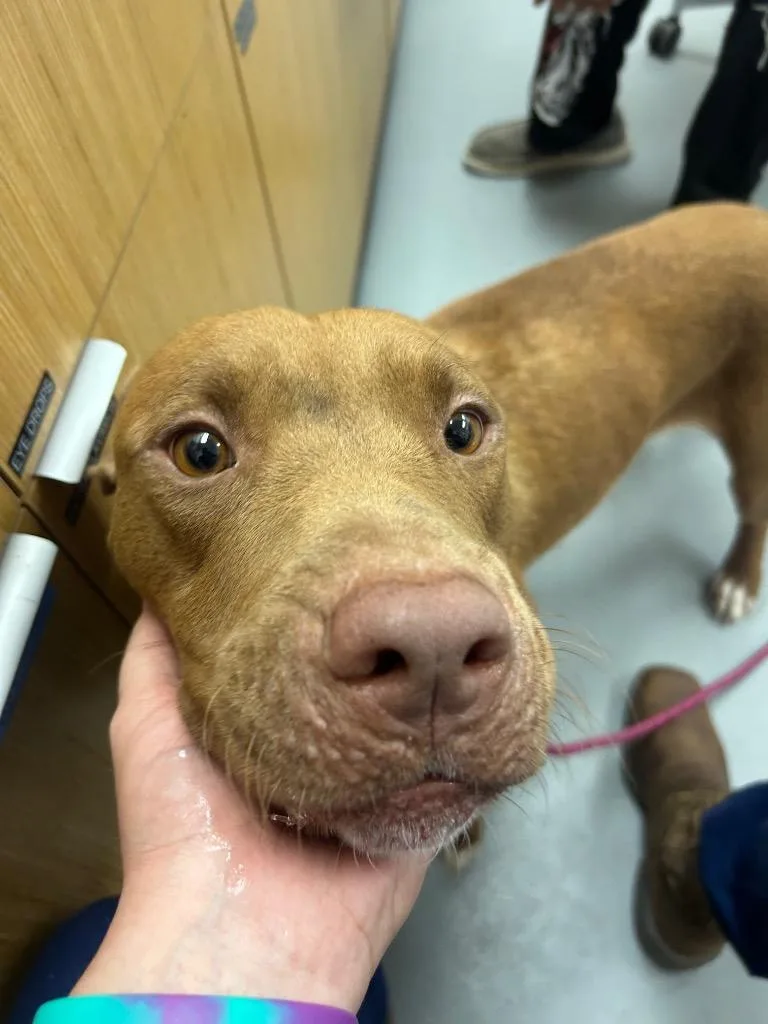 An adult medium-sized female Terrier dog named Hocus Pocus for adoption in Hartsville, SC