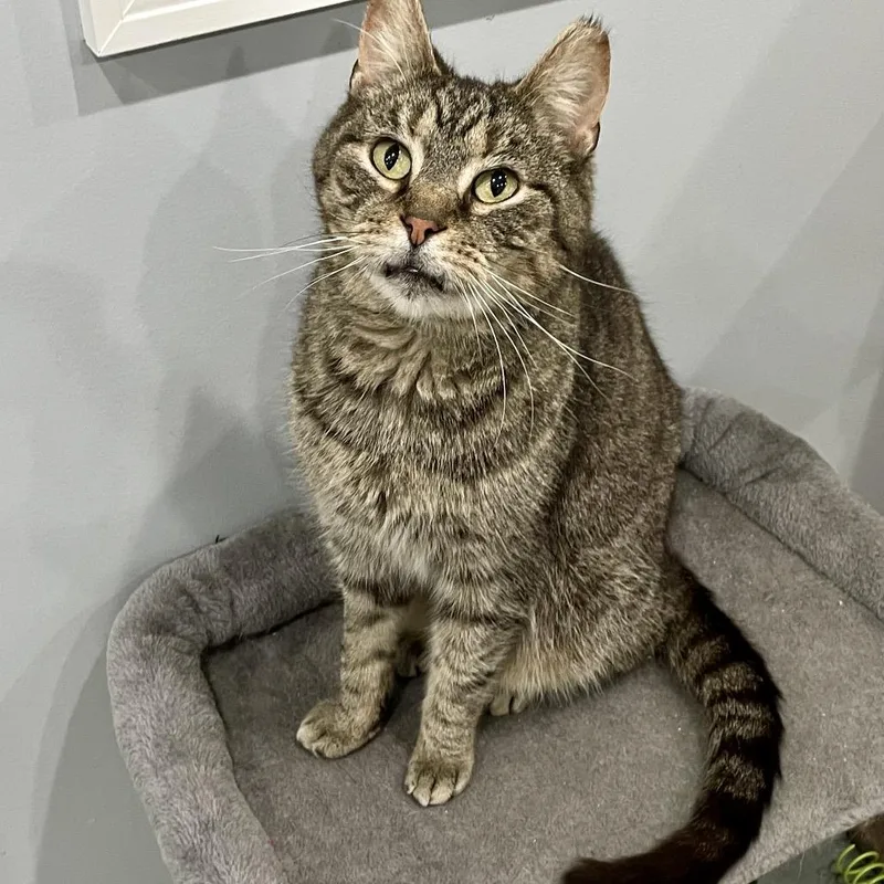 A senior large-sized male Brown / Chocolate Domestic Short Hair cat named General Mills for adoption in Fairmont, WV