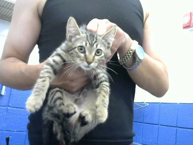 A baby small-sized male Domestic Short Hair cat named Tino for adoption in Albuquerque, NM
