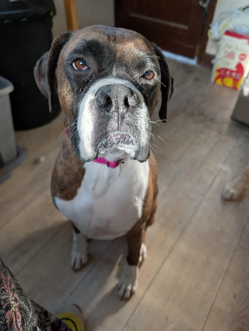 An adult medium-sized female Brindle Boxer dog named Ryleigh for adoption in Brainerd, MN