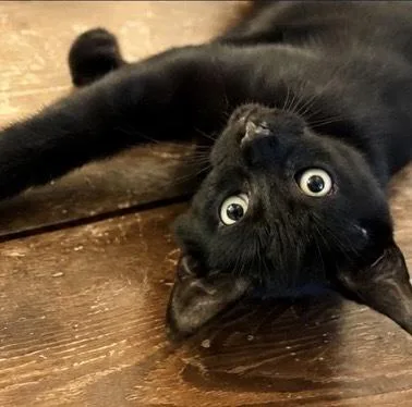A baby small-sized male Black & White / Tuxedo Domestic Short Hair cat named Ryder for adoption in Hudson, NH