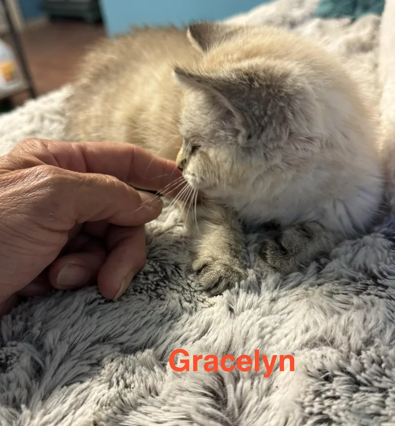 Gracelyn