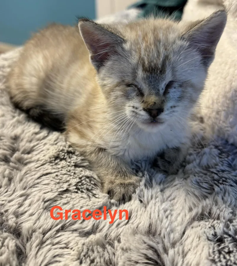 Gracelyn thumbnail 2
