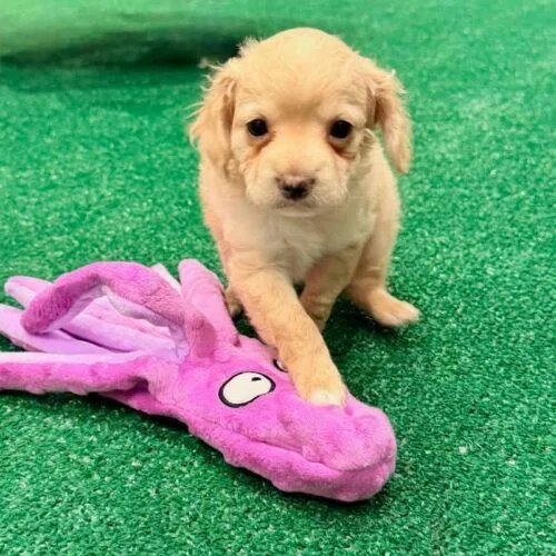A baby small-sized female Yellow / Tan / Blond / Fawn Chihuahua dog named Taffy for adoption in Henderson, NV