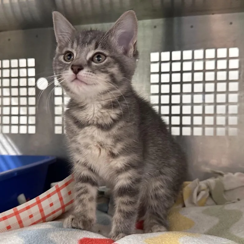 A baby small-sized female Gray / Blue / Silver Domestic Short Hair cat named Crane for adoption in Mount Vernon, IN