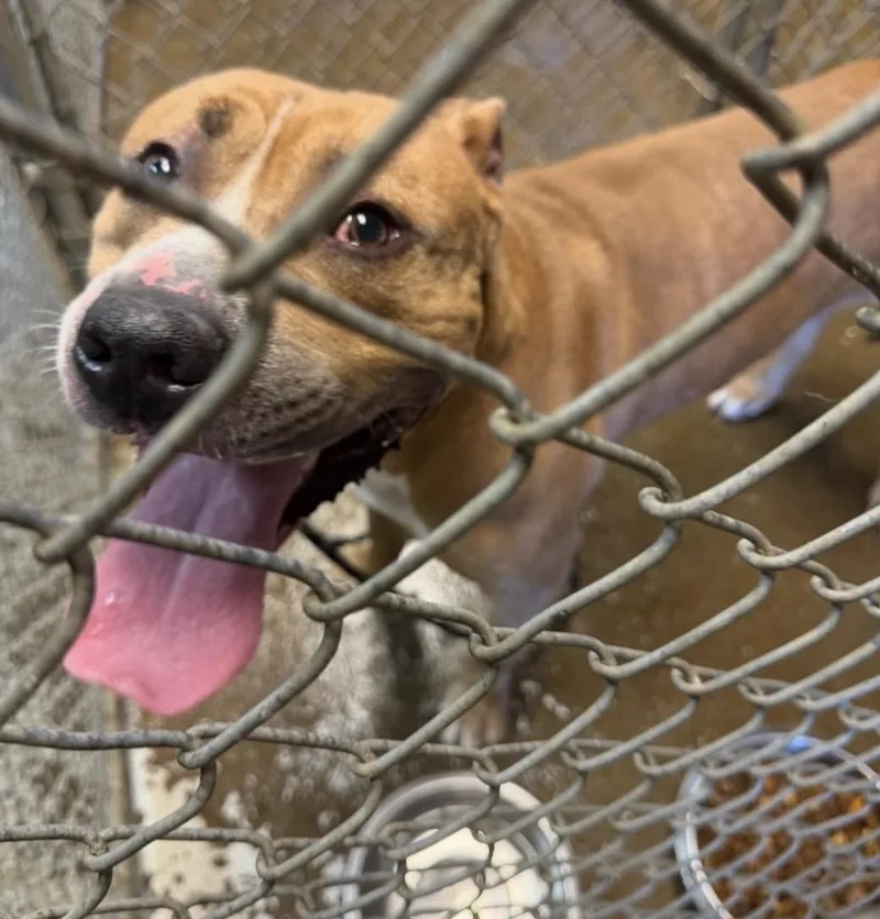 A young large-sized male Brown / Chocolate Pit Bull Terrier dog named Rocco Hold for adoption in Canton, OH