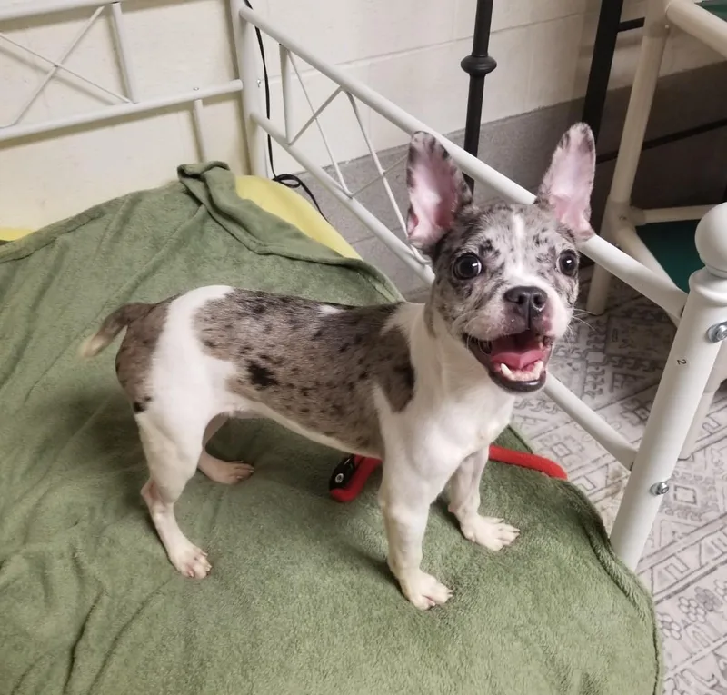 Magnolia thumbnail 2