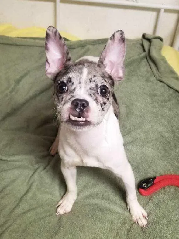 Magnolia thumbnail 3