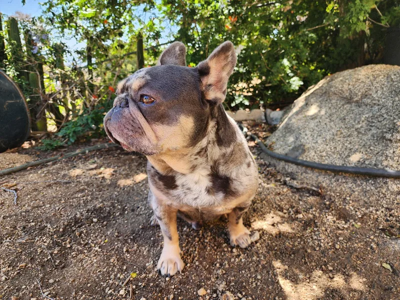 Milo