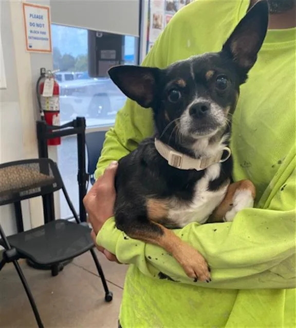 An adult small-sized female Mixed Breed dog named Pretty Girl for adoption in Dallas, TX