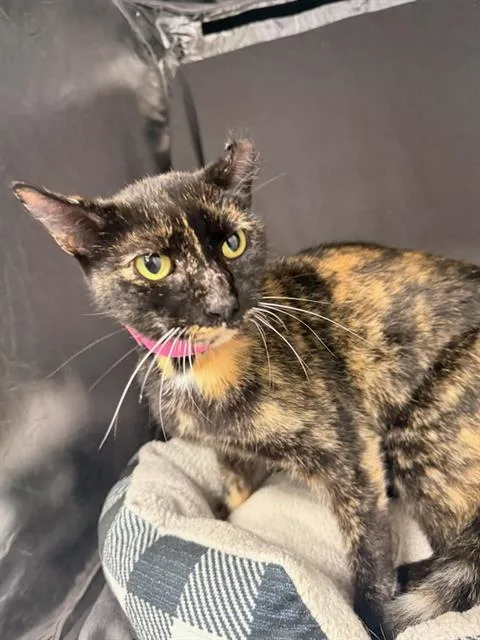 A young medium-sized female Domestic Short Hair cat named Sienna for adoption in Appling, GA