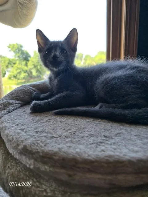 A baby small-sized male Domestic Short Hair cat named Pugsley for adoption in Omaha, NE