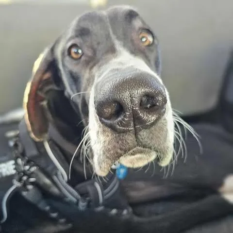 Yellowstone thumbnail 3