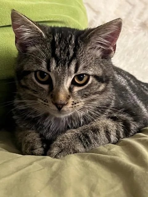 A baby medium-sized male Domestic Short Hair cat named Seuss for adoption in Cincinnati, OH