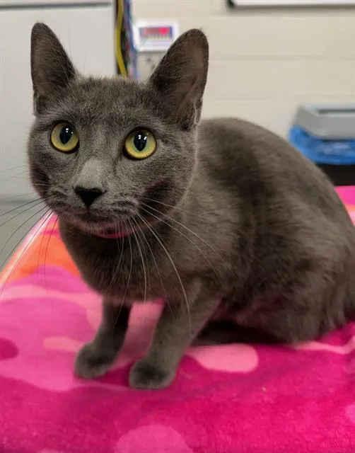 A young small-sized female Domestic Short Hair cat named Cookout for adoption in Peoria, IL