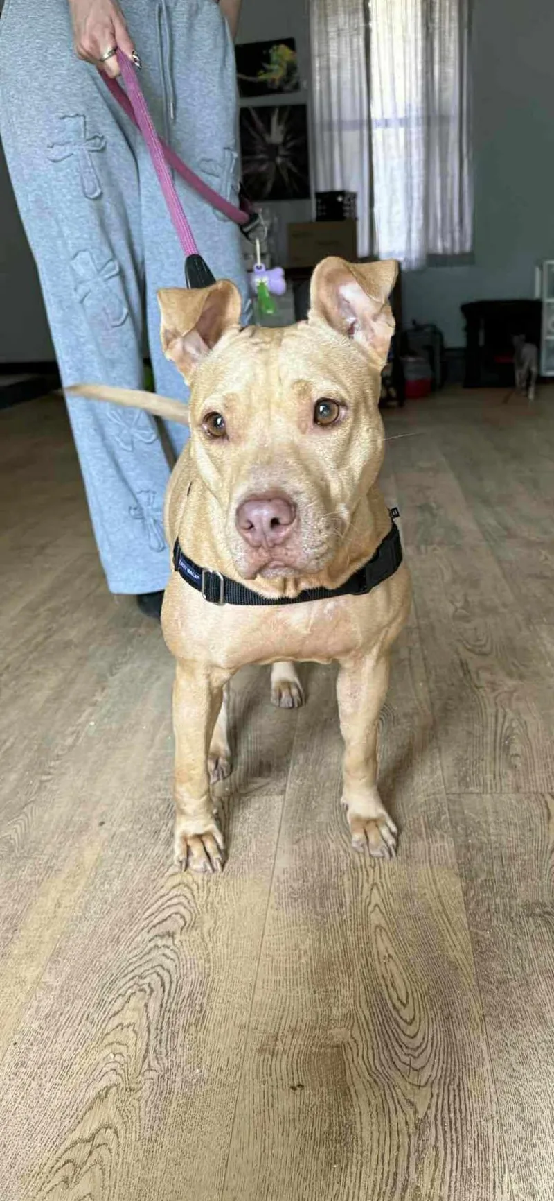 An adult medium-sized female Golden Pit Bull Terrier dog named Sugar for adoption in Deltona, FL