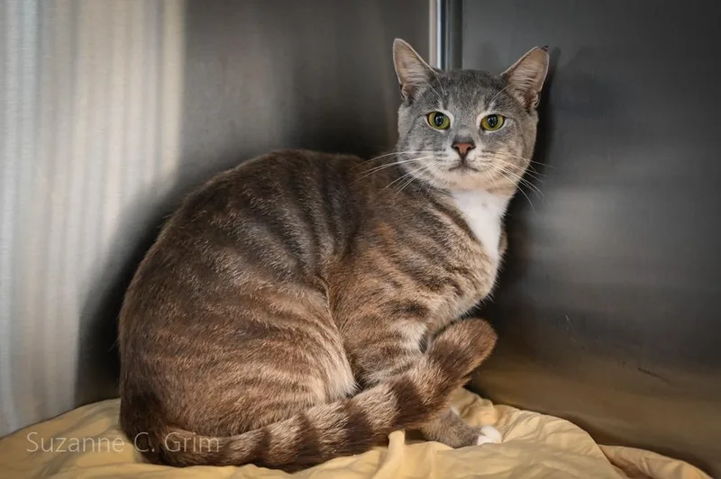 A young small-sized male Domestic Short Hair cat named Sashimi for adoption in New Orleans, LA