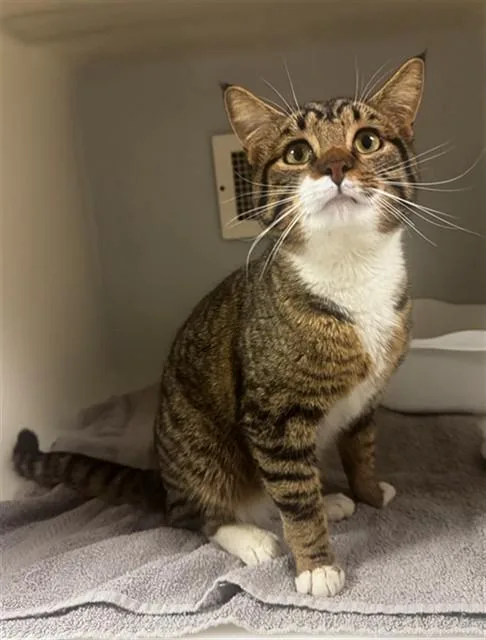An adult medium-sized male Domestic Medium Hair cat named Jackson for adoption in Statesville, NC
