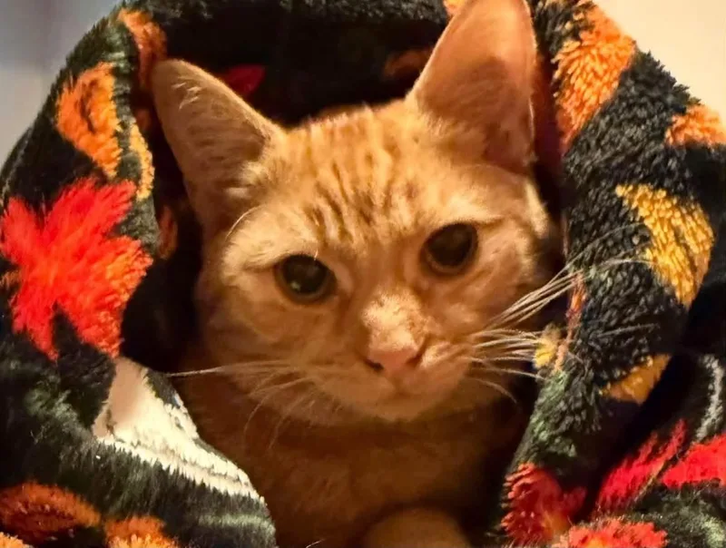 A baby medium-sized female Tabby (Orange / Red) Domestic Short Hair cat named Mabel for adoption in Mayfield, NY
