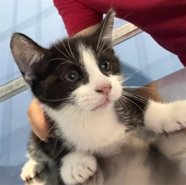 A baby small-sized female Domestic Short Hair cat named Betty for adoption in San Bernardino, CA