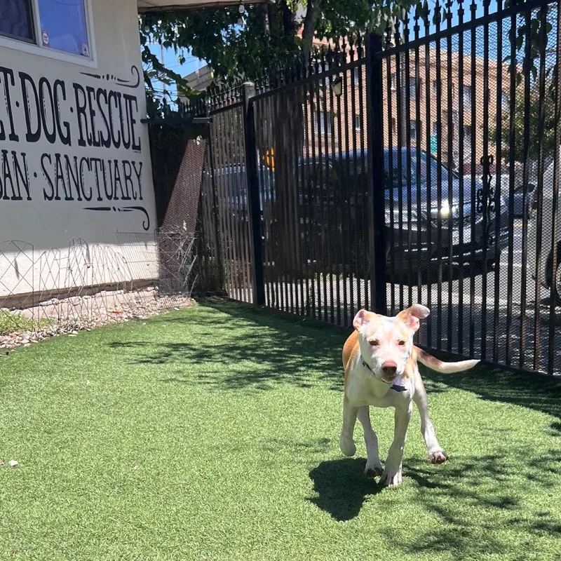 A baby medium-sized male Yellow / Tan / Blond / Fawn Mixed Breed dog named Manny for adoption in San Francisco, CA