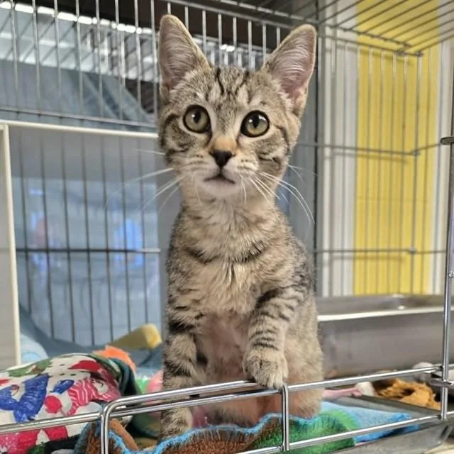 A baby small-sized female Domestic Short Hair cat named Pine Cone for adoption in Easton, MD