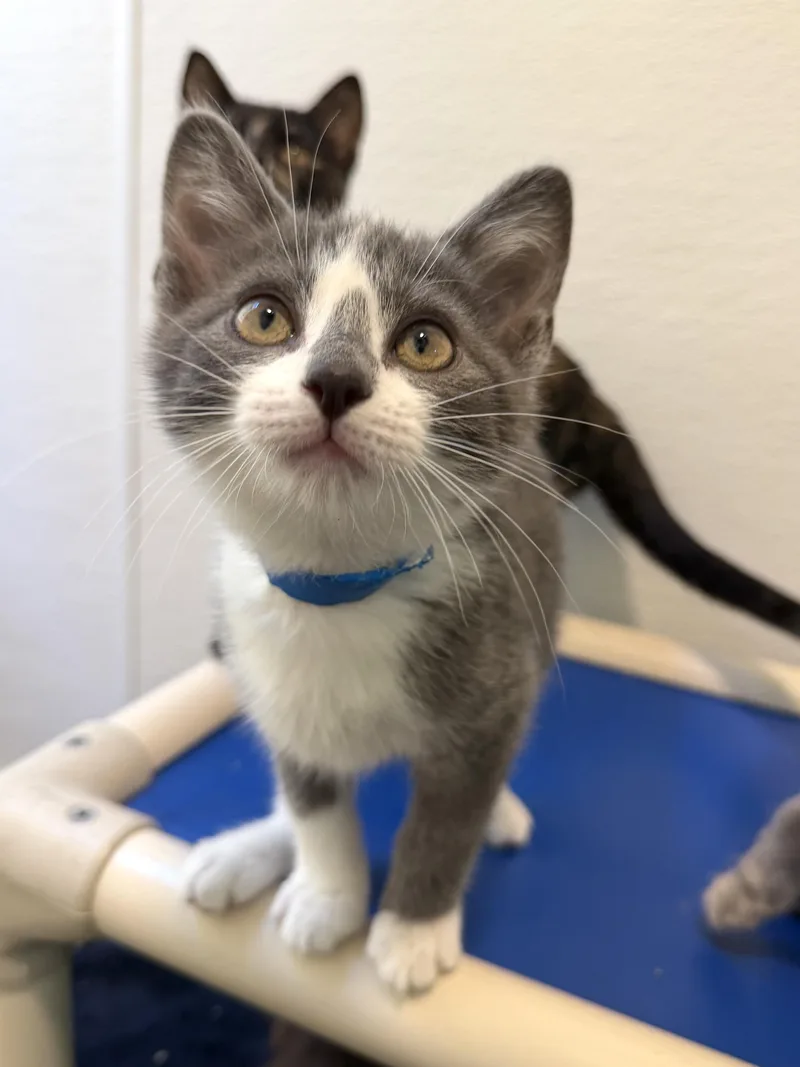 A baby medium-sized male Gray & White Domestic Short Hair cat named Cody Rhodes for adoption in Chicago, IL