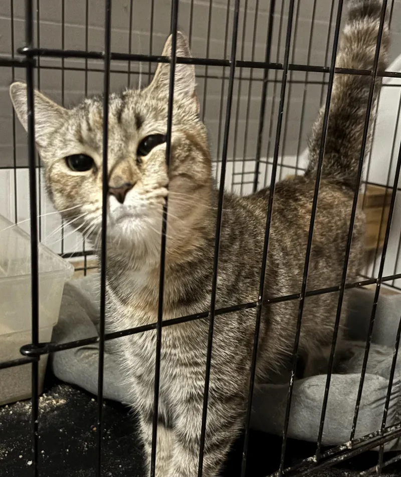 A young medium-sized female American Shorthair cat named Tiffany for adoption in New Haven, CT