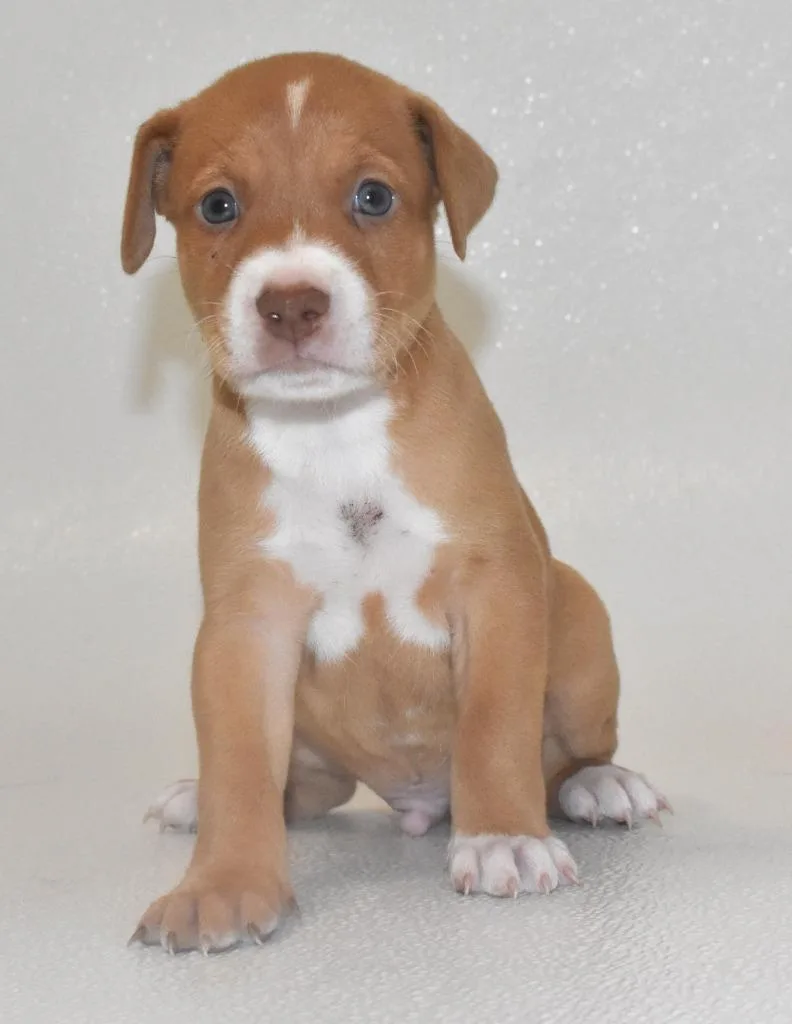 A baby large-sized male Terrier dog named Dazzleplum for adoption in Springfield, OH
