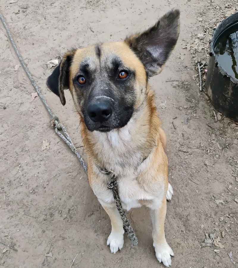A young large-sized male Black German Shepherd Dog dog named Truck for adoption in Saint Jo, TX
