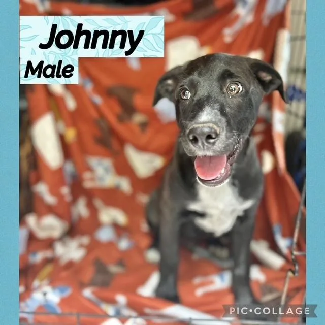 A baby medium-sized male Labrador Retriever dog named Johnny for adoption in Manchester, CT