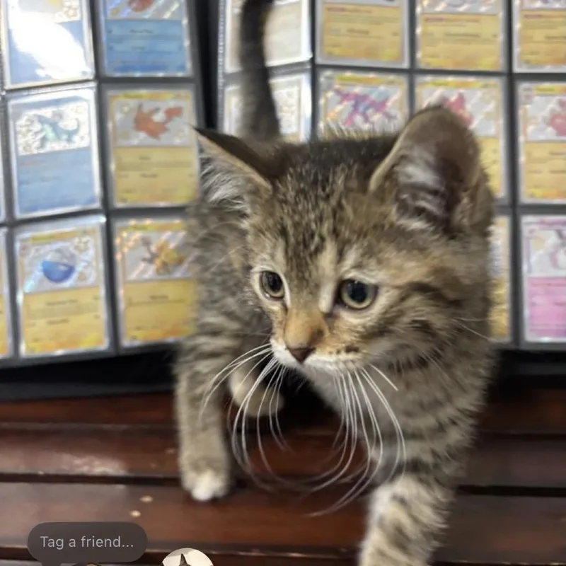 A baby small-sized female Torbie Domestic Short Hair cat named Zapdos for adoption in Commerce City, CO