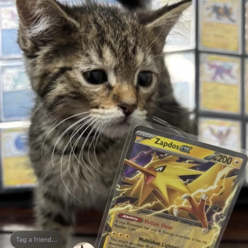 Zapdos thumbnail 2